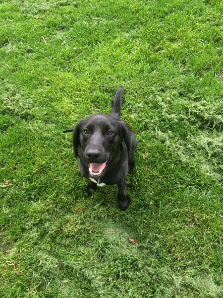Cooper