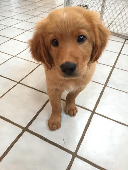 Brady
