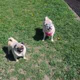 Entry image for Frankie & Josie