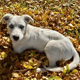 Entry image for Stitch