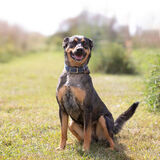 Entry image for Naya