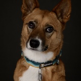 Entry image for Vixie