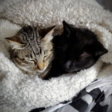 Entry image for Raven and Theo