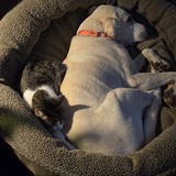 Entry image for Snuggles: Pluto and Lulu