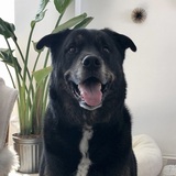 Entry image for Ricky