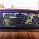 Entry image for Dobie & Sonny