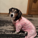 Entry image for Nova 