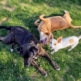 Entry image for Ruby, Bella, Champ