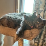 Entry image for Brams & Juno