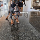 Entry image for Hank "the tank"