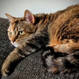 Entry image for Pepper