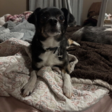 Entry image for Peaches