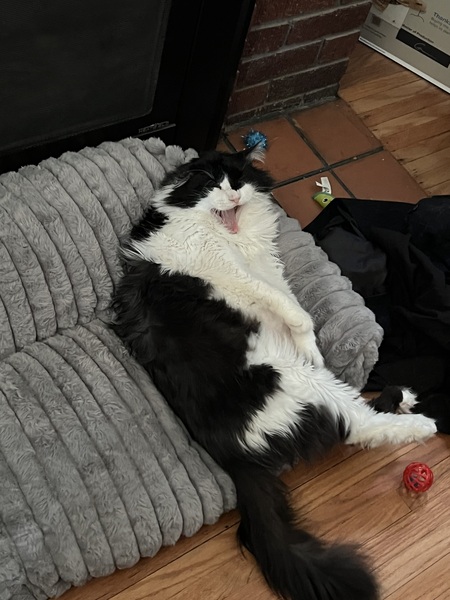 Entry image for Hoss. Clicking this image will show a larger photo