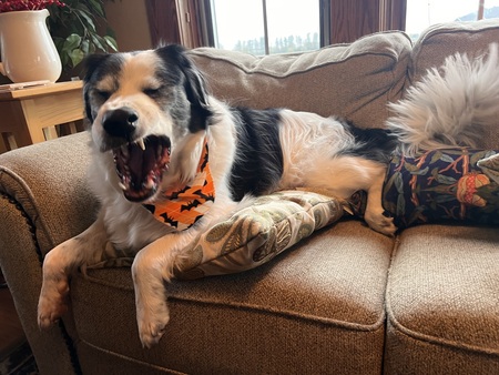 Entry image for Buddy. Clicking this image will show a larger photo