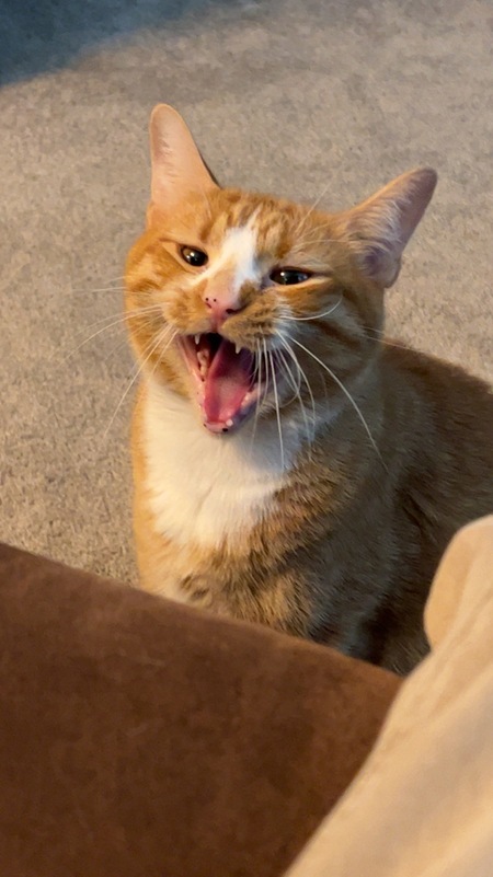 Entry image for Tigg. Clicking this image will show a larger photo