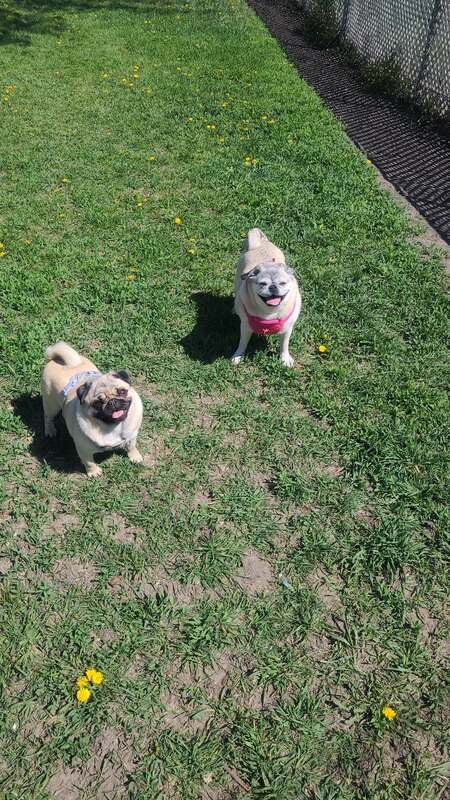 Entry image for Frankie & Josie. Clicking this image will show a larger photo