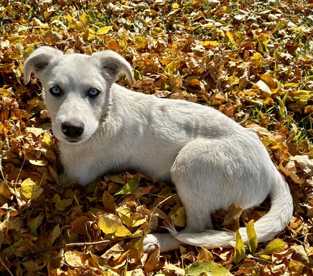 Entry image for Stitch. Clicking this image will show a larger photo