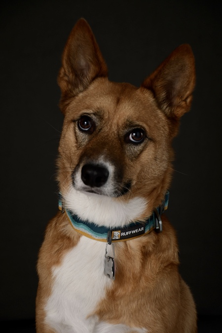 Entry image for Vixie. Clicking this image will show a larger photo