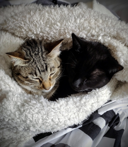 Entry image for Raven and Theo. Clicking this image will show a larger photo