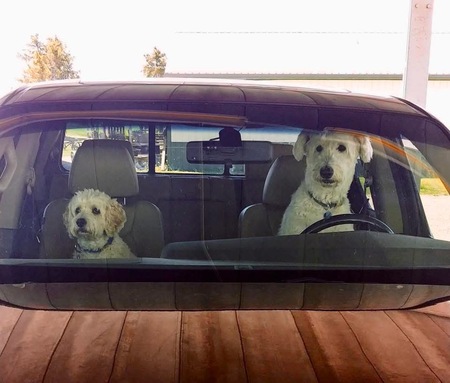 Entry image for Dobie & Sonny. Clicking this image will show a larger photo