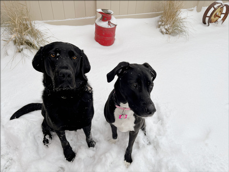 Entry image for Sherlock and Nala. Clicking this image will show a larger photo