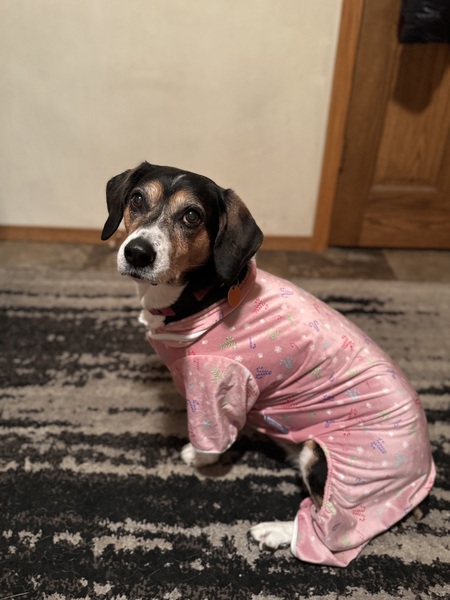 Entry image for Nova . Clicking this image will show a larger photo