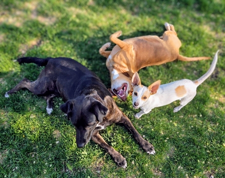 Entry image for Ruby, Bella, Champ. Clicking this image will show a larger photo