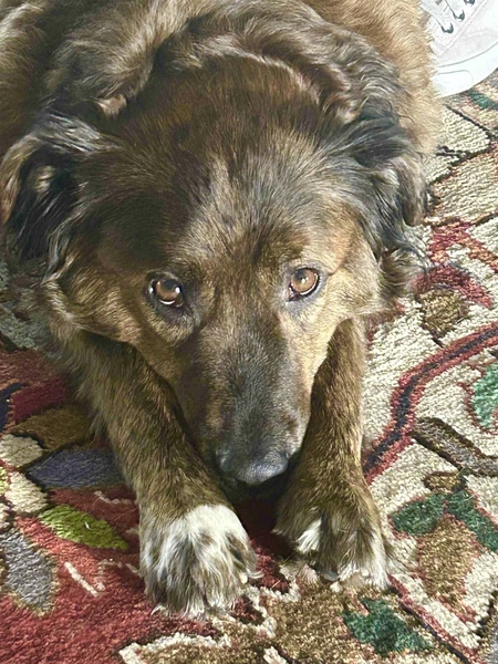 Entry image for Ruger. Clicking this image will show a larger photo