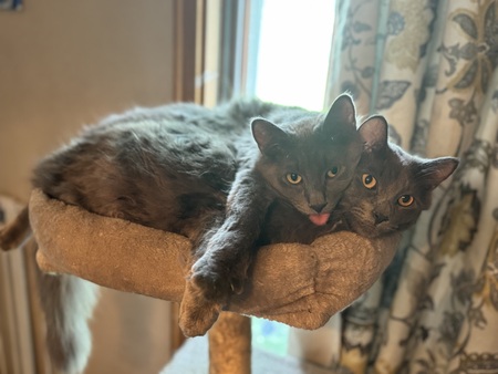 Entry image for Brams & Juno. Clicking this image will show a larger photo