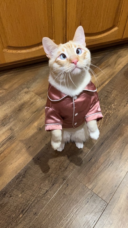 Entry image for Pickles . Clicking this image will show a larger photo