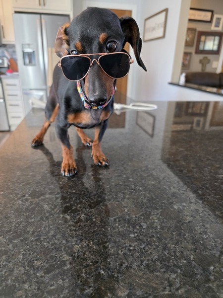 Entry image for Hank "the tank". Clicking this image will show a larger photo