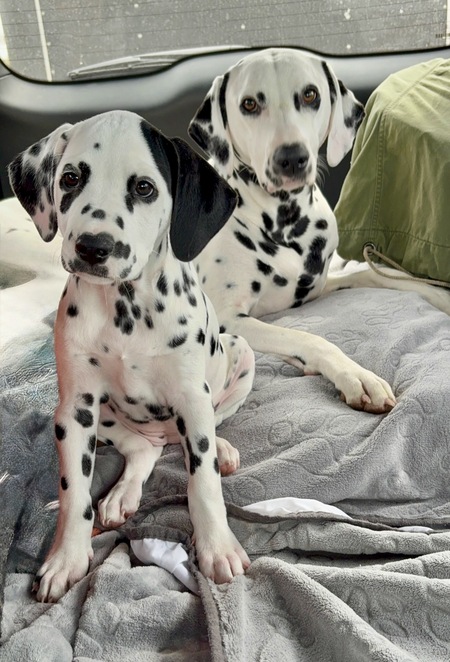 Entry image for Sunny and Sarge. Clicking this image will show a larger photo