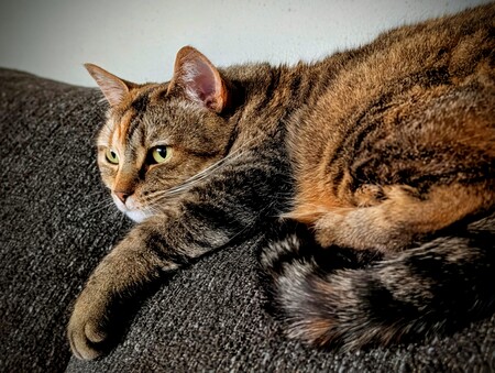 Entry image for Pepper. Clicking this image will show a larger photo