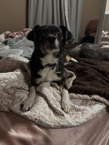 Entry image for Peaches. Clicking this image will show a larger photo