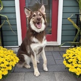 Entry image for Sage