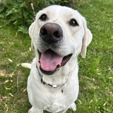 Entry image for Ivy May 