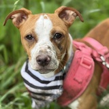 Entry image for Chachi 