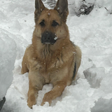 Entry image for Bella