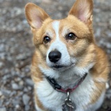 Entry image for Gilligan