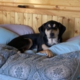 Entry image for Stella