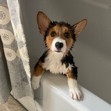 Entry image for Argo 