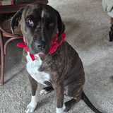 Entry image for Pepper