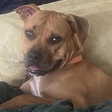 Entry image for Paddy