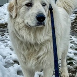 Entry image for Ellie