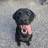 Entry image for Oaklyn 