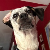 Entry image for Tallulah