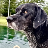 Entry image for Bentley