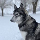 Entry image for Bane