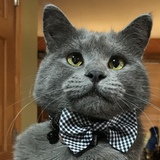 Entry image for Louis