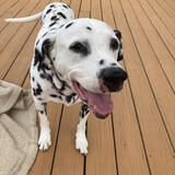 Entry image for Oliver